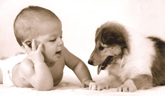 6 самых безопасных для детей пород собак