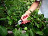 Лето: польза обрезки в сезон для яблонь
