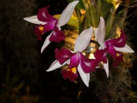Орхидеи – потерянные башмачки Афродиты