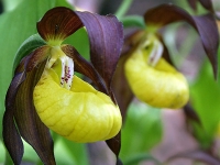 Орхидеи – потерянные башмачки Афродиты