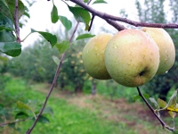 Лето: польза обрезки в сезон для яблонь