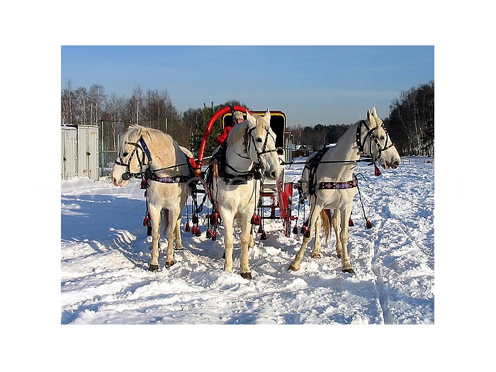 Конноспортивный клуб «Сириус»