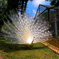 Остров Самуи