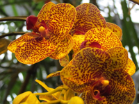 III Зимний фестиваль орхидей