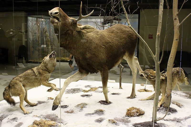 Фотогалерея "Дарвиновский музей"