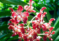 III Зимний фестиваль орхидей