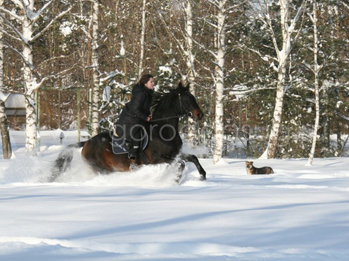 Конный клуб «Эклипс»
