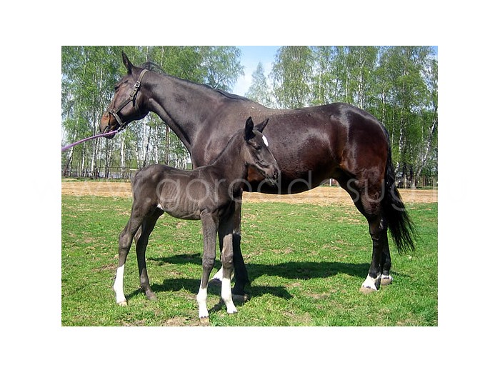 Конноспортивный клуб «Сириус»