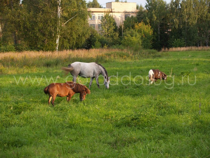 Конный клуб «Эклипс»