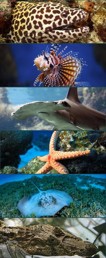 Океанариум