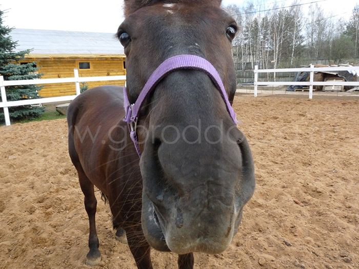 Частная конюшня в Пирогове