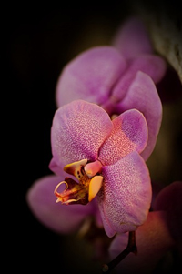 III Зимний фестиваль орхидей