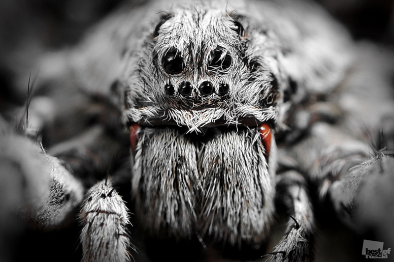 Лучшие фотографии России’11