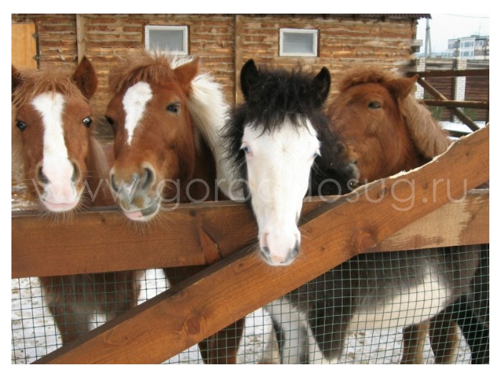 Конноспортивный клуб «Трио»