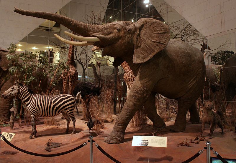 Фотогалерея "Дарвиновский музей"