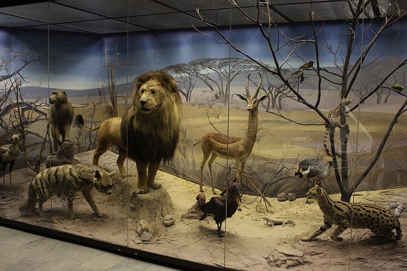 Фотогалерея "Дарвиновский музей"