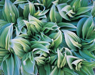 Кристофер Беркетт