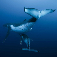 «Арт-мейнстрим» в «Ролане»