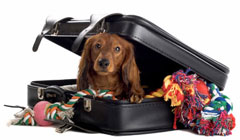 Путешествие с собакой