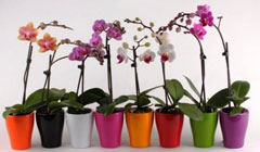 Орхидеи – потерянные башмачки Афродиты