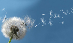 Что такое аллергия