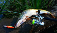 Рыбалка в июне