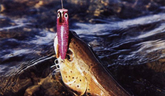 Охота, рыбалка или туризм