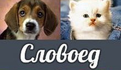 Логические игры – увлекательное лекарство