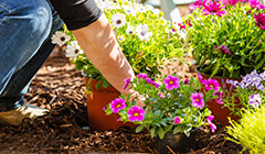 Зимняя посадка цветов — какие растения сажать на рассаду?