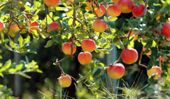 Лето: польза обрезки в сезон для яблонь