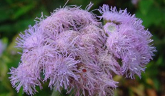 Особенности выращивания агератума