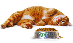 "Зоошеф" рекомендует влажный корм для взрослых кошек от Gourmet