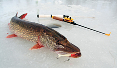 Рыболовные магазины для основательной рыбалки