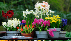 Как ухаживать за цветами в доме