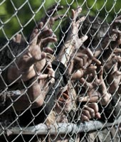 Зомби в сети