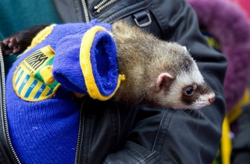 Результаты "Евро-2012" предскажут хорёк и свинья