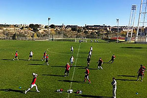 Футбол с пчелиным усердием, или офсайдов нет!