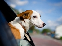 Путешествие с собакой