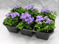 Особенности выращивания агератума