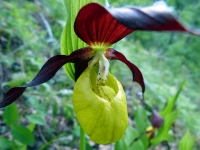 Орхидеи – потерянные башмачки Афродиты