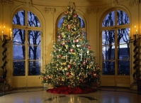 Как выбрать новогоднюю елку?