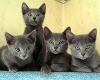 Русская голубая – отличный выбор!