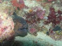 Подводный мир о.Борнео