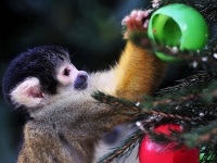 Как встретить 2016 год - год Обезьяны?