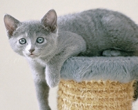 Русская голубая – отличный выбор!