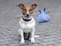 Путешествие с собакой