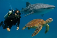 подводный мир филиппин