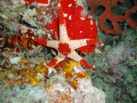 Подводный мир о.Борнео