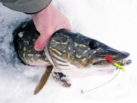 Рыболовные магазины для основательной рыбалки