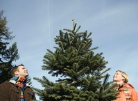 Как выбрать новогоднюю елку?